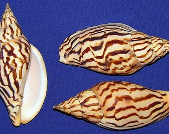Harpulina lapponica loroisii Volute Voluta Shell ~4"-4-1/2"~Craft Seashell  (1 Shell)