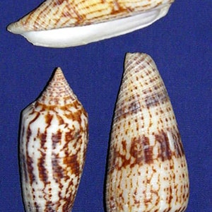 Conus Australis Cone Shell ~3"~Seashell Craft Supply  (1 Shell)