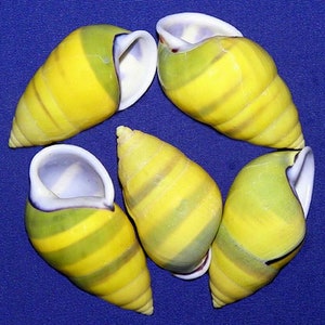 May include: Five sea snail shells, each with a yellow and green striped pattern. The shells have white interiors and are displayed against a blue backdrop. The shells are a natural product.