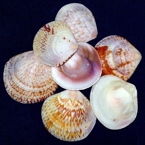 Script Venus Clam Half Shells 1"-1-1/2" (5 Shells)