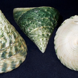 May include: Three seashells with unique shapes and colors. One is open, revealing a pearlescent interior. The other two are cone-shaped, with green and white patterns. The shells vary in size and texture, showcasing natural beauty.