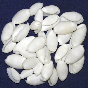 May include: A collection of smooth, white seashells, some with a slight spiral shape, arranged in a circle on a blue background.