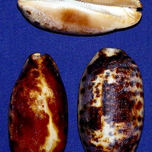 Cypraea Testudinaria - Turtle Cowry Zeeschelp 3&quot;-4&quot; (1 Schelp)