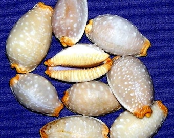 Cypraea Staphylaea limacina  Cowry Shell ~25/29mm. (1&quot;) Specimen Collector  Seashells (1 Shell)