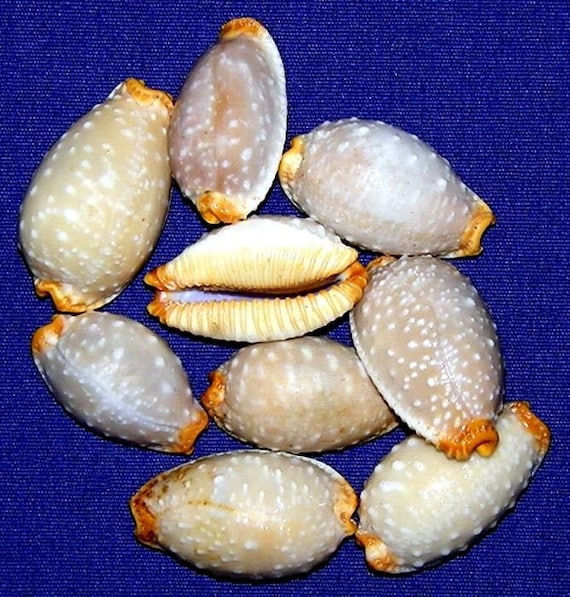 Cypraea Staphylaea limacina タカラガイ ~25/29 mm. (1