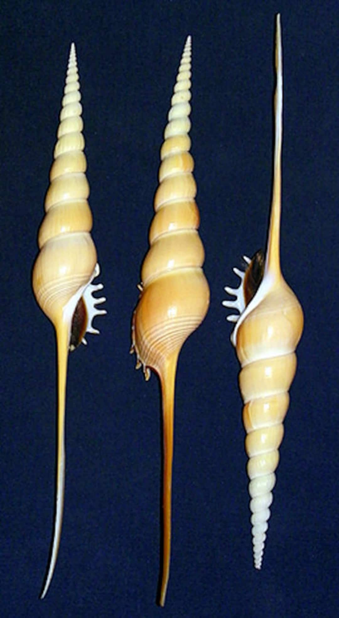 Shinbone Tibia Fusus Seashell 8"-9" (1 Shell ) Siphonal Canal Chipped ...