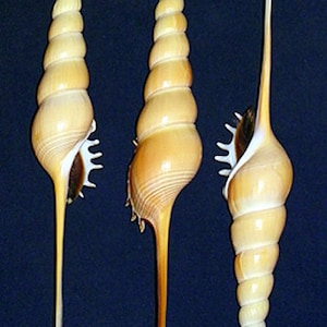 Puede incluir: Tres conchas marinas beige y crema con largas y delgadas espirales y tallos alargados. Las conchas tienen un diseño en espiral y están sobre un fondo azul oscuro.