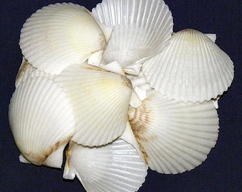 May include: A group of white scallop shells with a slightly iridescent sheen. The shells are arranged in a cluster, with some overlapping.