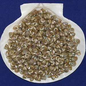 May include: A white seashell with a pile of small, iridescent, brown seashells inside.