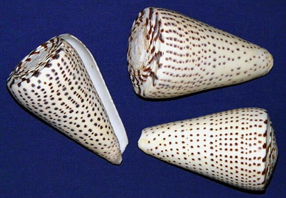 Brown Fig Cone Conus Figulinus Shell  ~ 3" ~ Craft Seashell 1 Shell