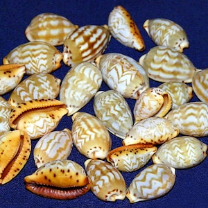 Cypraea Palmadusta ziczac Cowrie Seashell (15-19 mm.) (1/2&quot;-3/4&quot;) Specimen Quality (1 Shell)