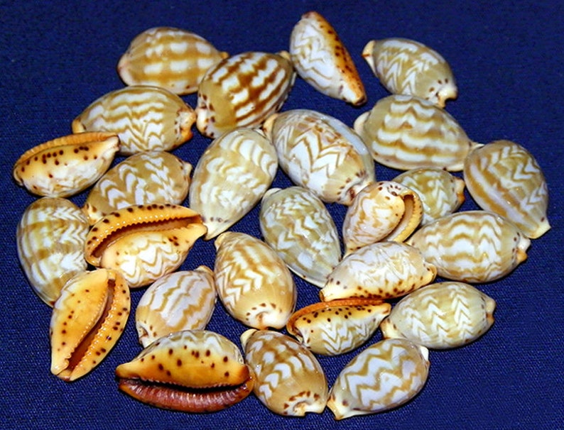 Cypraea Palmadusta ziczac Kauri-zeeschelp 15-19 mm. 1/23/4 Specimenkwaliteit 1 schelp afbeelding 1