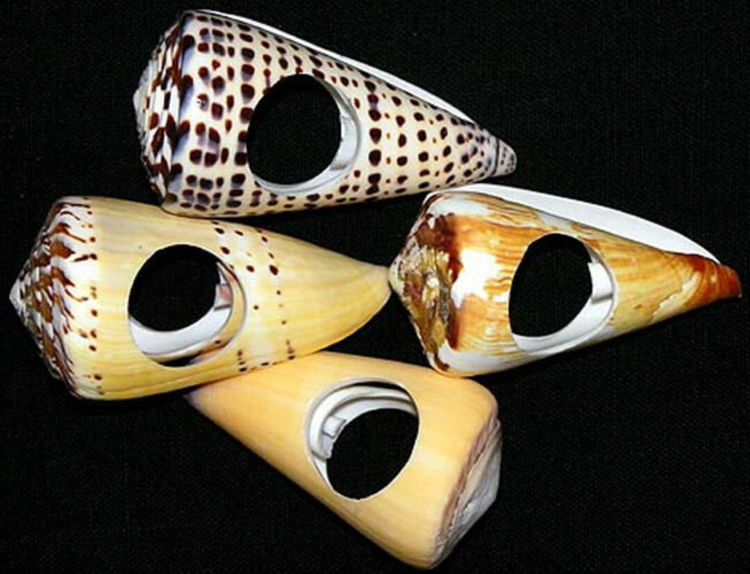 Real Cone Seashell Napkin Rings 3