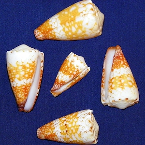 Conus Vidua Mozoi ~ Cone Seashell ~ Approx. (38mm./1-1/2&quot;) F+++ Specimen Collector Shell ~ (1 Shell)