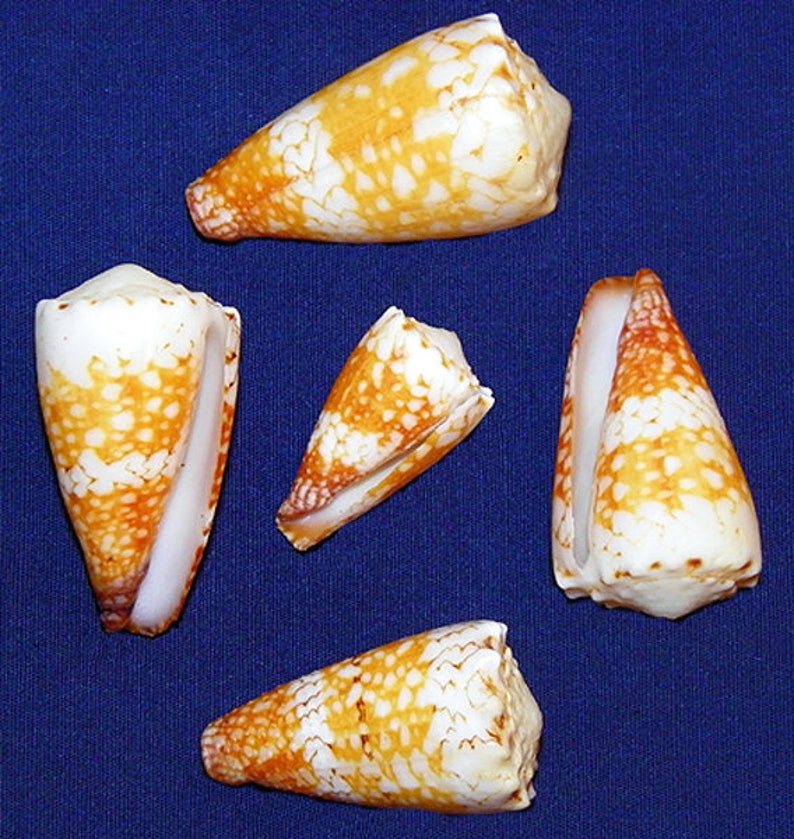 Conus Vidua Mozoi Cone Seashell Approx. 38mm./1-1/2 F Specimen Collector Shell 1 Shell image 1