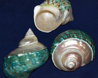 May include: Three sea shells with a pearlescent interior and a teal and brown exterior. The shells are in various positions, showcasing their spiral shape and natural textures. The background is a solid dark blue.