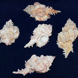 Chicoreus Superbus ~ Murex Seashell ~ Approx. (65mm./2-1/2&quot;) ~ Specimen Collector Shell (1 Shell)
