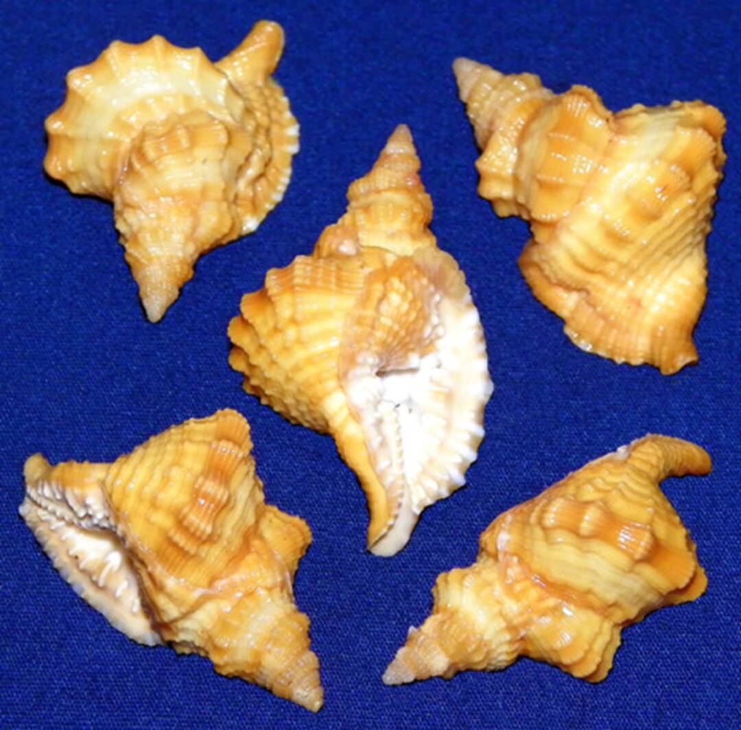Distorsio Kurzi Shell 34 38mm 1 1 31 1 2 Etsy