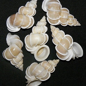 Precious Wentletrap~Epitonium Scalare Shell 45.3mm.-  46.4mm. (Approx. 1-3/4") F+++ Specimen Collector Seashells (1 Shell)