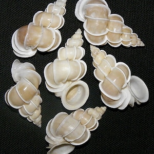 Preciosa Wentletrap~Epitonium Scalare Shell (Aprox. 1-1/2") (1 Shell)