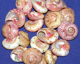 Umbonium Guamensis ~ Polished Cinerious Turbo Moon Shells ~3/4&quot;~ Craft Seashells~(5 Shells)