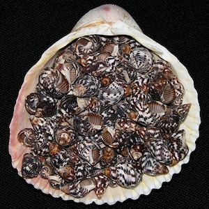 May include: A large, open seashell filled with numerous small, speckled seashells. The small shells have a mix of brown, white, and black patterns. The larger shell is white with pink and brown hues, set against a black background.