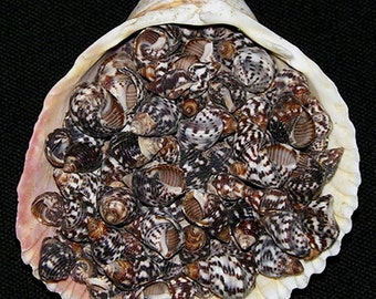 Planaxis Sulcatus Seashells ~ Approximately (800) 3/8"~1/2" Craft Shells (1/2 lb.)