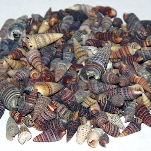 May include: A pile of small, brown, white and purple seashells. The shells are all pointed and have a spiral pattern.