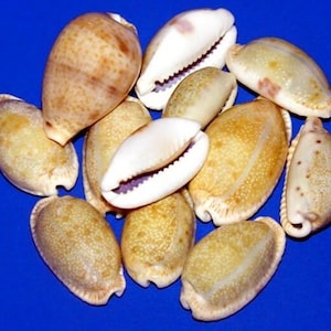 Cypraea Naria erosa Cowrie Seashell 31/35mm. (1-1/4&quot;)~ Specimen Collector Seashell ~ (1 Shell)