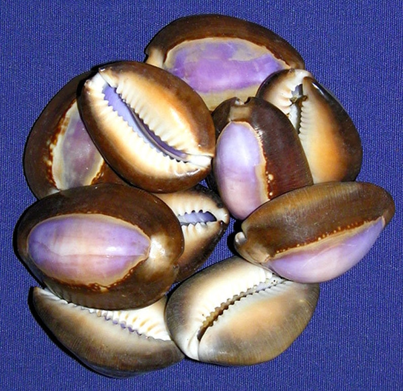 Cypraea Caputserpentis (snake Head Purple Top Cowry 3/4