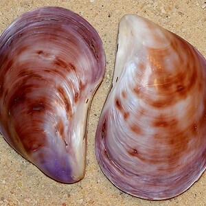 Pode incluir: Duas conchas grandes e iridescentes com um padrão de cor púrpura e marrom. As conchas são lisas e têm um acabamento brilhante.