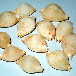 Cypraea Pustularia margarita ~ Cowrie Seashell (15mm./1/2&quot;) F+++ Specimen Collector Shell (1 Shell)