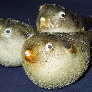 Real Parrot ~ Puffer Blow Fish ~ Taxidermy ~ (Approx. 4") With Wiggly Eyes And A Hanging Loop Ring (1 Fish)