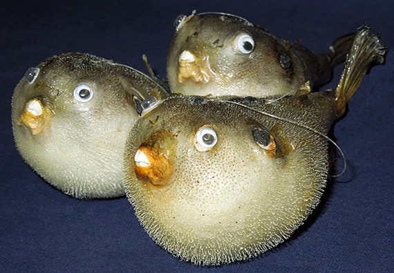 Real Parrot ~ Puffer Blow Fish ~ Taxidermy ~ (Approx. 4) With Wiggly Eyes  And A Hanging Loop Ring (1 Fish)