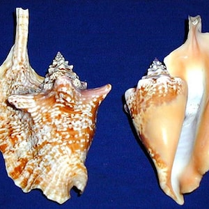 Puede incluir: Dos grandes conchas marinas con patrones y texturas intrincados. Una concha es una mezcla de naranja, marrón y blanco, mientras que la otra es de color melocotón cremoso. Ambas conchas están sobre un fondo azul oscuro.