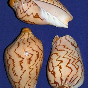 Nobilis Voluta Noble Volute Shell 3&#39;&#39;~ Craft Seashells ~ (1 Shell)