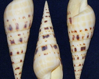 Polished Marlin Spike Auger Shell ~ Terebra Maculata ~ 3"-4" (1 Shell)