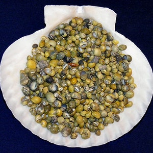 Mongo Littorina Craft Shells Yellow And Green (Approx. 1500 Pcs.) (1/8"/ 5mm.) (8 Oz. Bag)