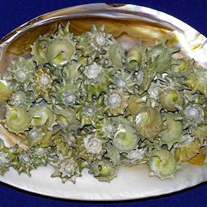 Op de afbeelding: Een verzameling kleine, groene en bruine schelpen met een spiraalvorm, gerangschikt in een witte abalone-schelp.