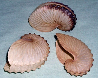 Brown Paper Nautilus~Argonauta Hians ~ (39mm.-50mm.)~(1-1/2"-2") ~ (1) Each Specimen Shell  ~