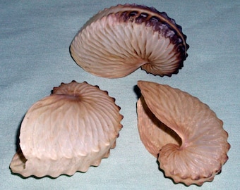 May include: Three brown, spiraled, nautilus-shaped shells. The shells are made of a hard, textured material and have a natural, organic look.