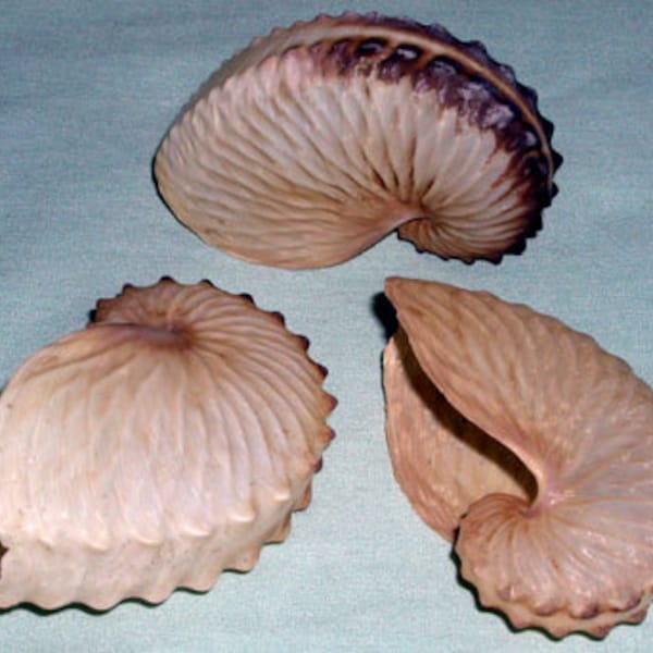 Brown Paper Nautilus~Argonauta Hians ~ (39mm.-50mm.)~(1-1/2"-2") ~ (1) Each Specimen Shell  ~