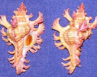 Chicoreus Aculeatus Murex Shell 33mm. F+++ - Specimen Collectors Seashells