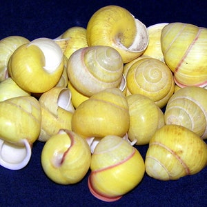 May include: A collection of yellow snail shells with a white interior. The shells are arranged in a pile on a dark blue background.