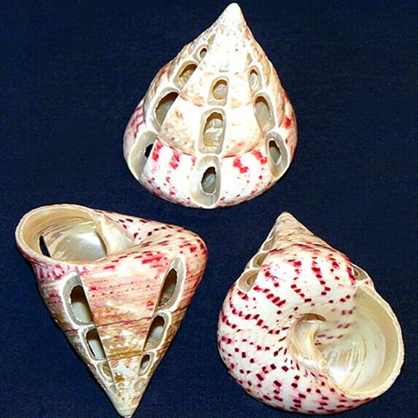 Polished Side Cut Strawberry Troca Trochus Maculata Shell~2"-2-1/2"~Seashell (1 Shell)