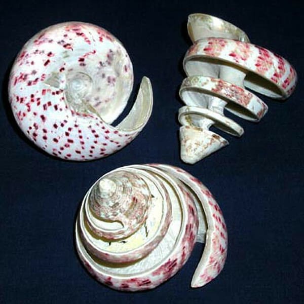 Spiral Cut Troca Trochus Maculata Shell~2"~Seashell Craft  (2 Shells)