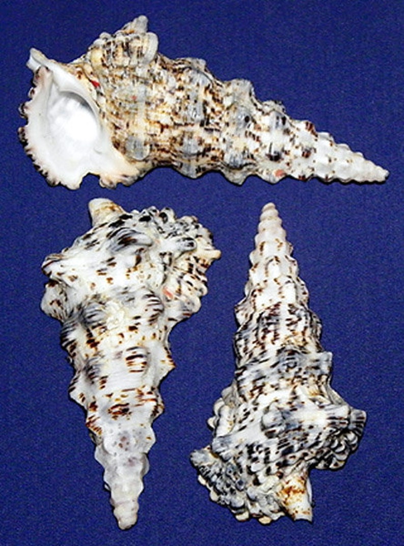 Knobby Cerithium Auger Craft Seashells 3