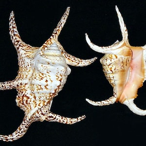 May include: Two white and brown seashells with long, spiky points. The shells have a mottled pattern and are arranged side by side.