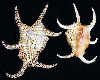 LAMBIS CHIRAGRA Spider Conch Seashell ~ 4"-5" ~ (1 Shell)