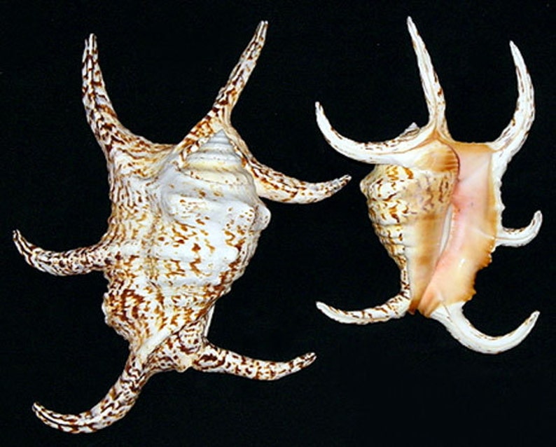 LAMBIS CHIRAGRA Spider Conch Seashell 45 1 Shell image 1